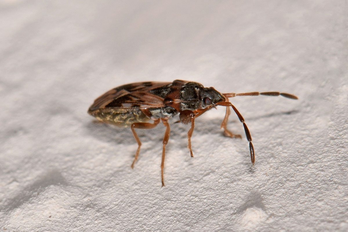 Scolopostethus sp?